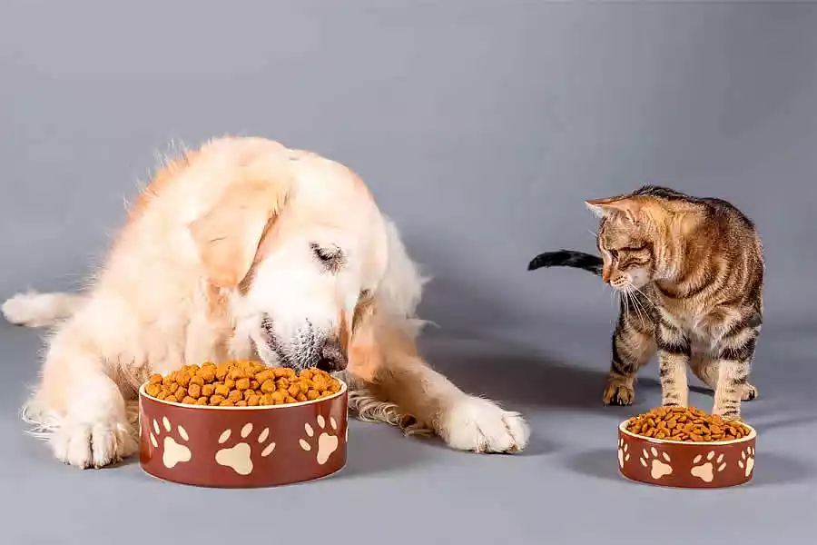 alimento mascotas