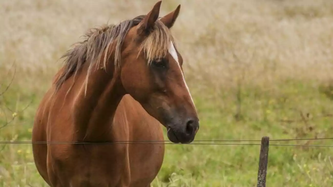 prevención por enfermedad equina que puede afectar a humanos