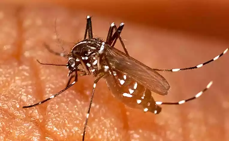 Chikungunya, la epidemia oculta