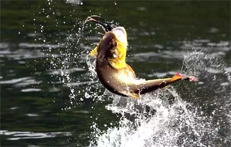 Pesca en corrientes