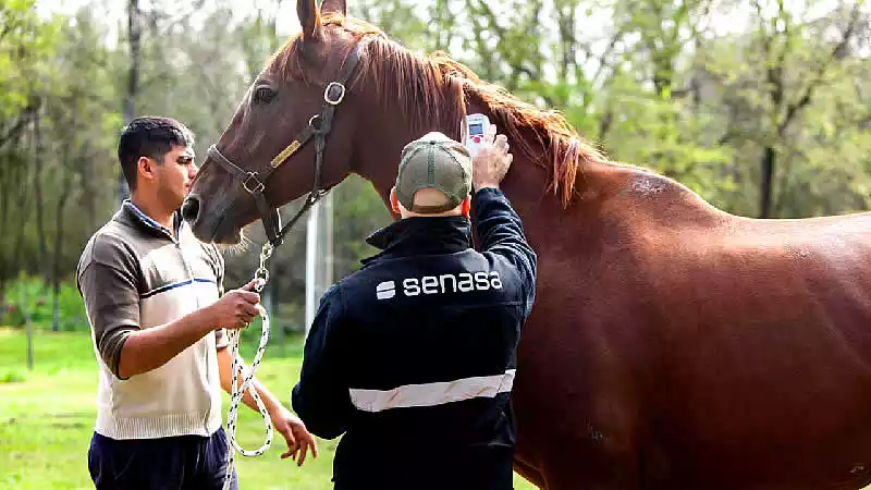 Encefalitis equina en humanos