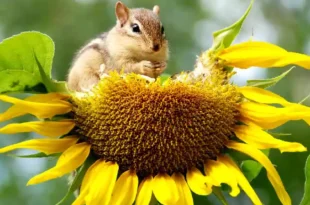 La importancia de la biodiversidad
