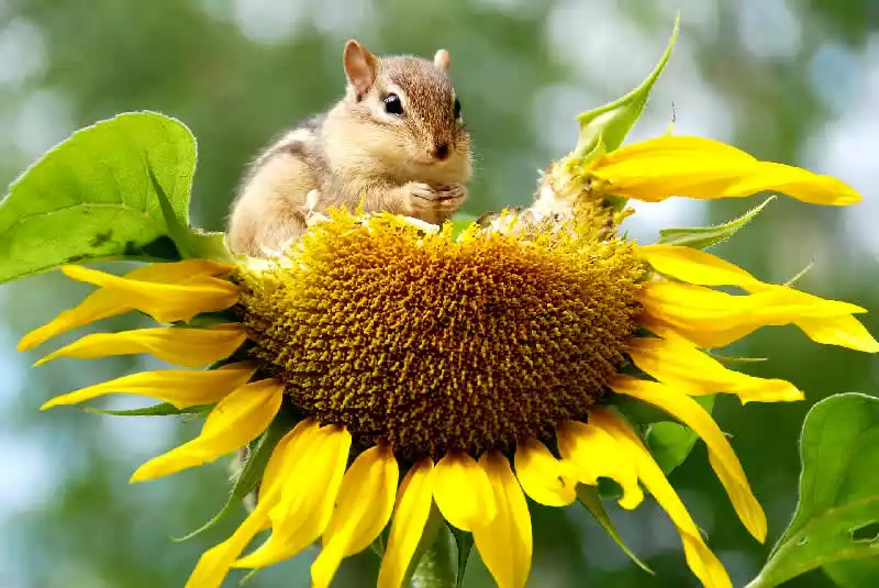 La importancia de la biodiversidad