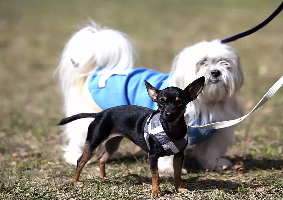 Humanización de las mascotas