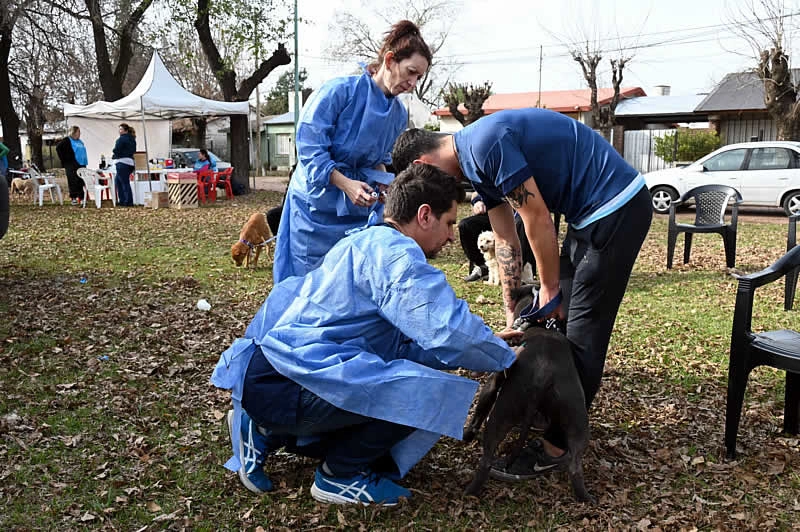 Vacunación y castración en el barrio San Cayetano