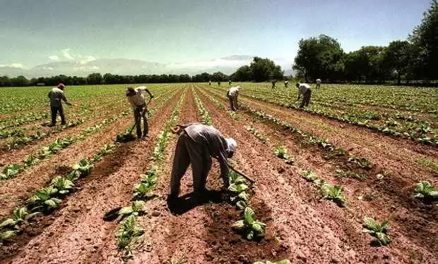 trabajador rural