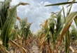 Emergencia agro bonaerense