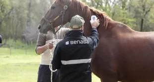 Vacunación contra la Encefalomielitis equina