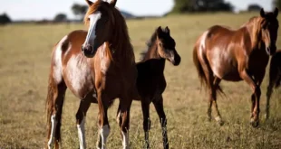 presencia de Encefalomielitis equina