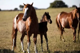 presencia de Encefalomielitis equina