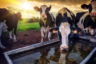 Estres termico en los animales