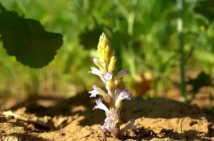 alerta fitosanitaria en todo el país