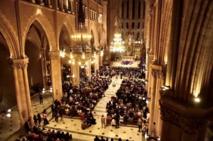 Concierto Del Árbol Solo