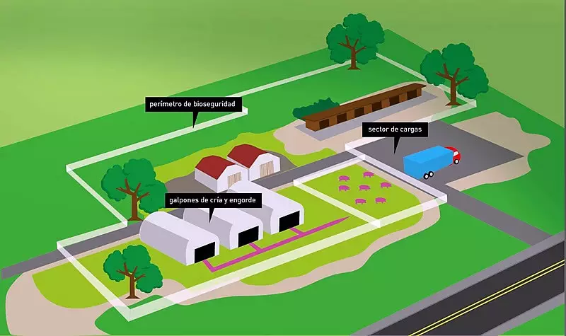 Medidas de bioseguridad para traslado de cerdos