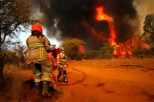 Incendios Forestales: Preocupación y Claves para Evitarlos