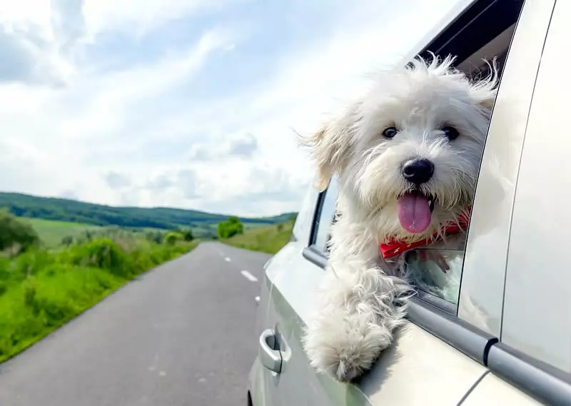 Viajar de vacaciones con mascotas 