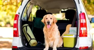 vacaciones con mascotas