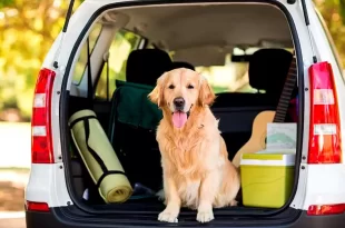 vacaciones con mascotas