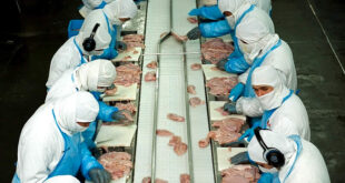 Apertura mercado corea carne aviar