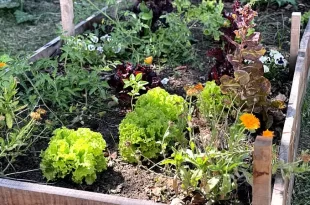 Capacitación docente sobre huerta agroecológica