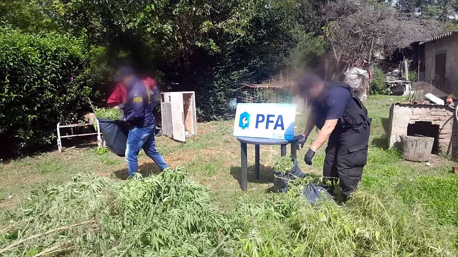 PFA incauta más de 20 kilos de marihuana