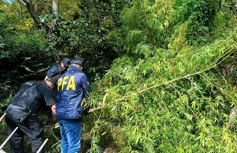 PFA incauta más de 20 kilos de marihuana