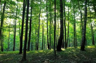 cuidar los bosques en Argentina