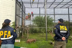 zoológico clandestino a 9 animales en cautiverio