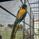 zoológico clandestino a 9 animales en cautiverio