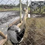 zoológico clandestino a 9 animales en cautiverio