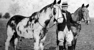 La travesía de Mancha y Gato cumple cien años