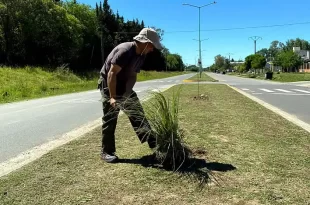 Avanza el Plan de Arbolado Urbano