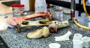 Científicos UNLu desarrollan biomateriales como sustitutos del tejido óseo