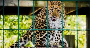Animales del ex Zoo Luján