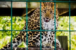 Animales del ex Zoo Luján