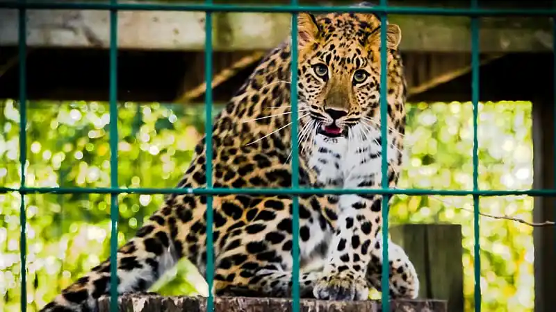 Trasladarán 30 grandes felinos del Zoológico de Luján a Estados Unidos y Sudáfrica 1 Animales del ex Zoo Luján