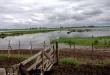 emergencia agropecuaria en Buenos Aires