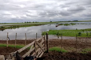 emergencia agropecuaria en Buenos Aires