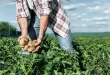 Crisis de las papas en Argentina