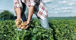 Crisis de las papas en Argentina