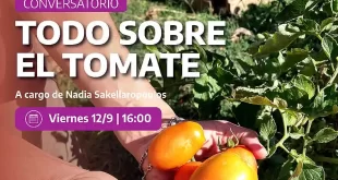 tomate