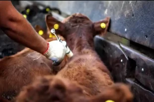 vacunación contra la aftosa