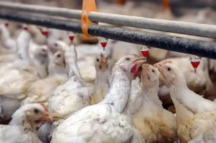 Argentina se autodeclara libre de influenza aviar