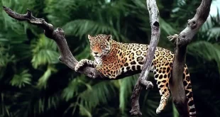 El felino más grande de Argentina