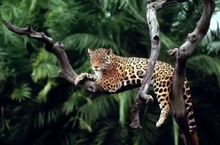 El felino más grande de Argentina