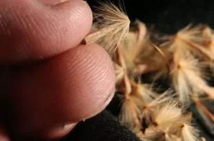 platanos provocan alergia