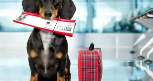 viajar con mascotas