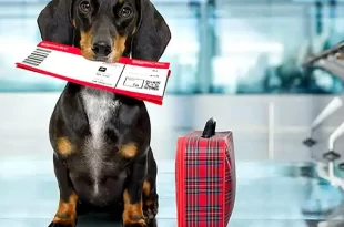 Guía para viajar con mascotas desde Argentina 4 viajar con mascotas