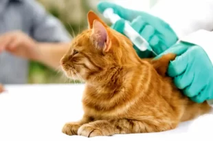 vacunación de mascotas