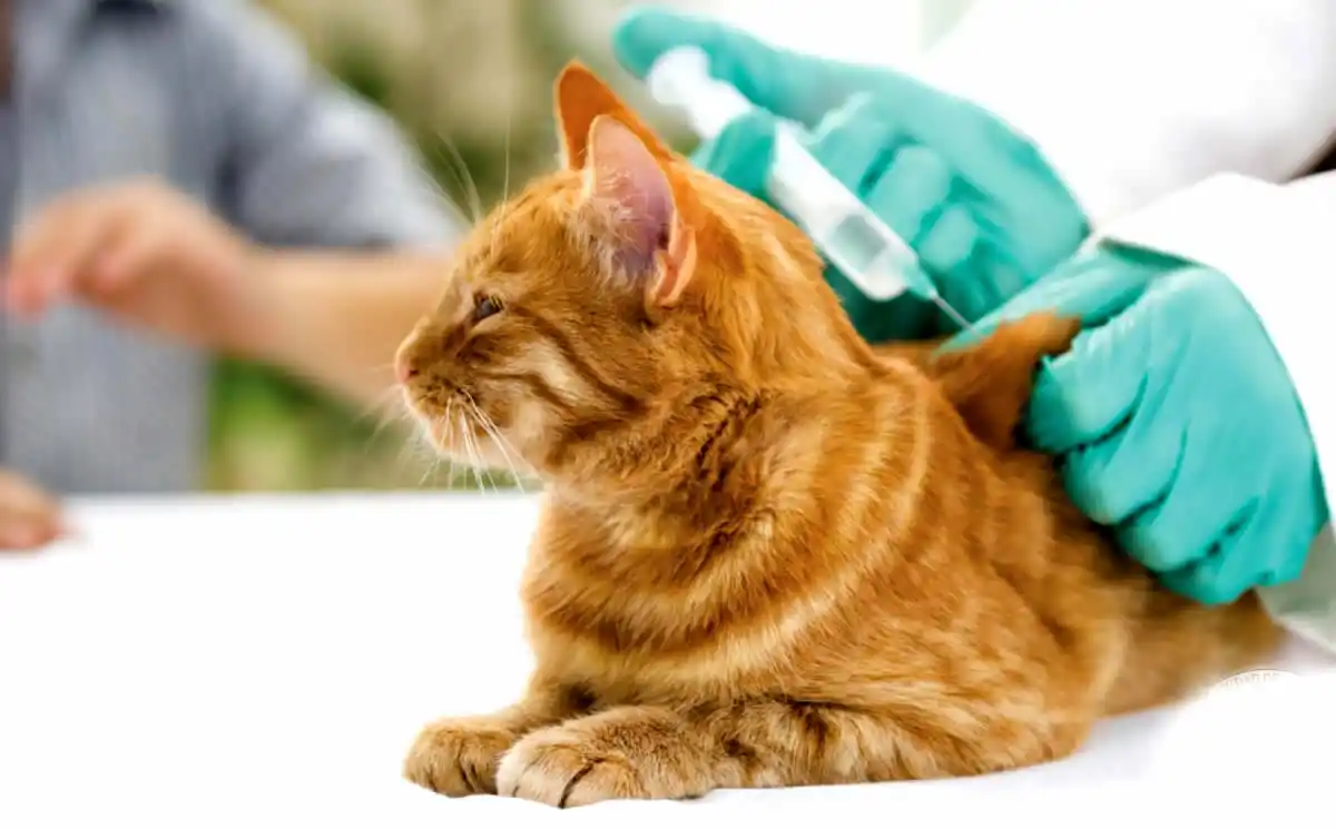 Vacunación antirrábica: dónde y cuándo será en octubre en Luján 1 vacunación antirrábica de mascotas